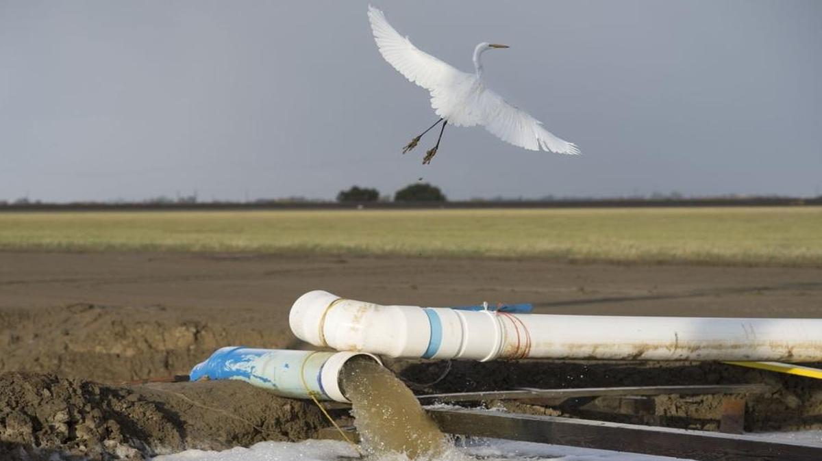 An egret flies over a canal where the Panoche Water and Drainage District is reusing drainage water to keep farmland alive on Nov. 9, 2015, in Firebaugh, Calif.