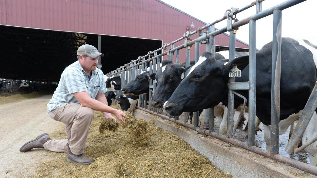 Jon DeJong feeds cattle on Eaglemill Farms, his family's 1,300-head dairy farm east of Lynden, Wash.