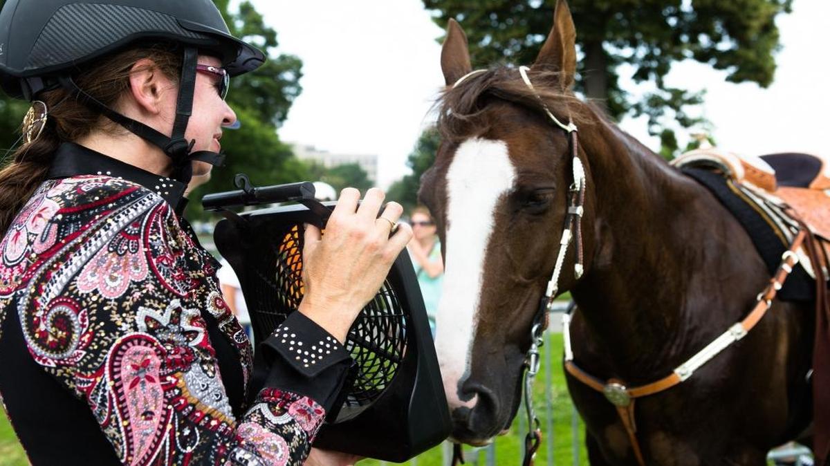 Denise Parsons, from Boyds, Md., uses a fan to cool off her horse Benny during a rally on Capitol Hill in Washington on June 18, 2014, to help support Rep. Ed Whitfield, R-Ky., in passing a bill to ban the practice of “soring” for training and competitions.