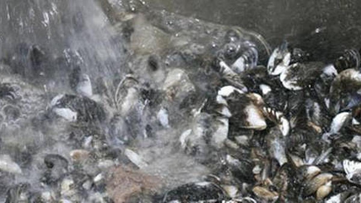 Quagga mussels are a pest in many places, but they’ve yet to invade the Pacific Northwest.
