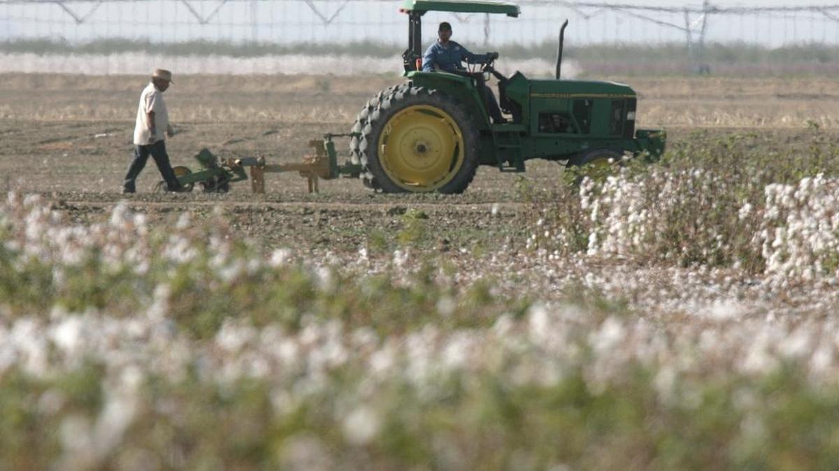 
Work goes on next to a cotton field in the Westlands Water District, near Five Points, Calif., in this file photo.
