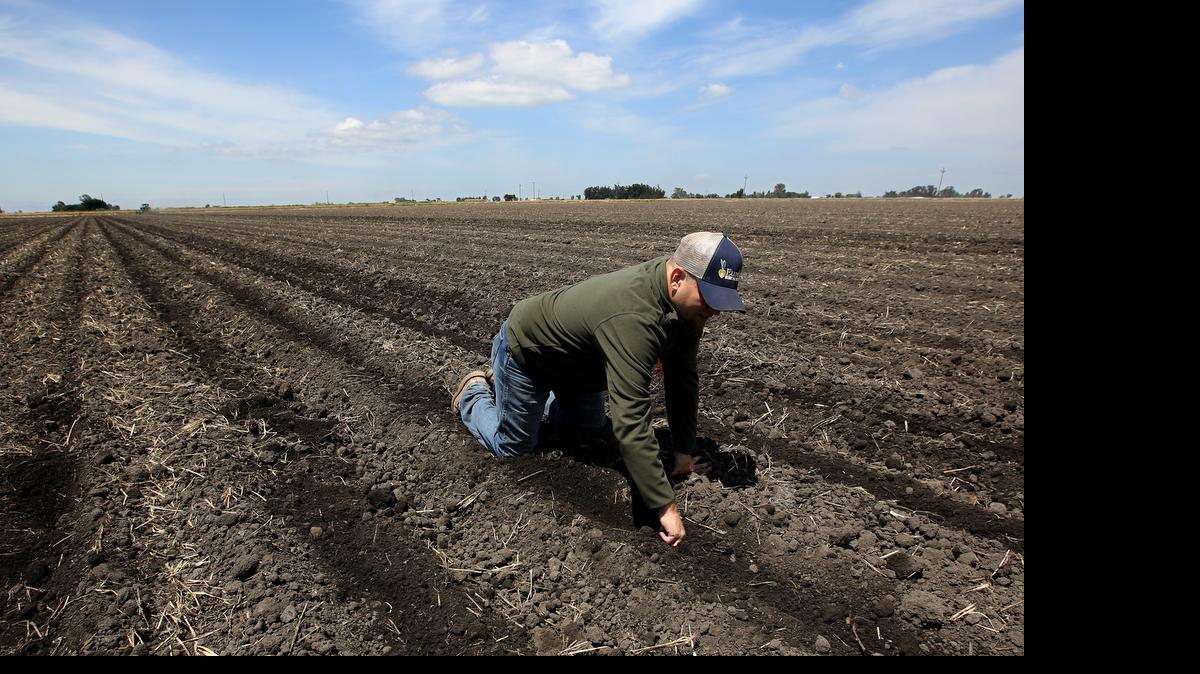 
FILE -- In this May 18, 2015 file photo, Gino Celli checks the moisture of land just planted with corn seed he farms near Stockton, Calif. 
