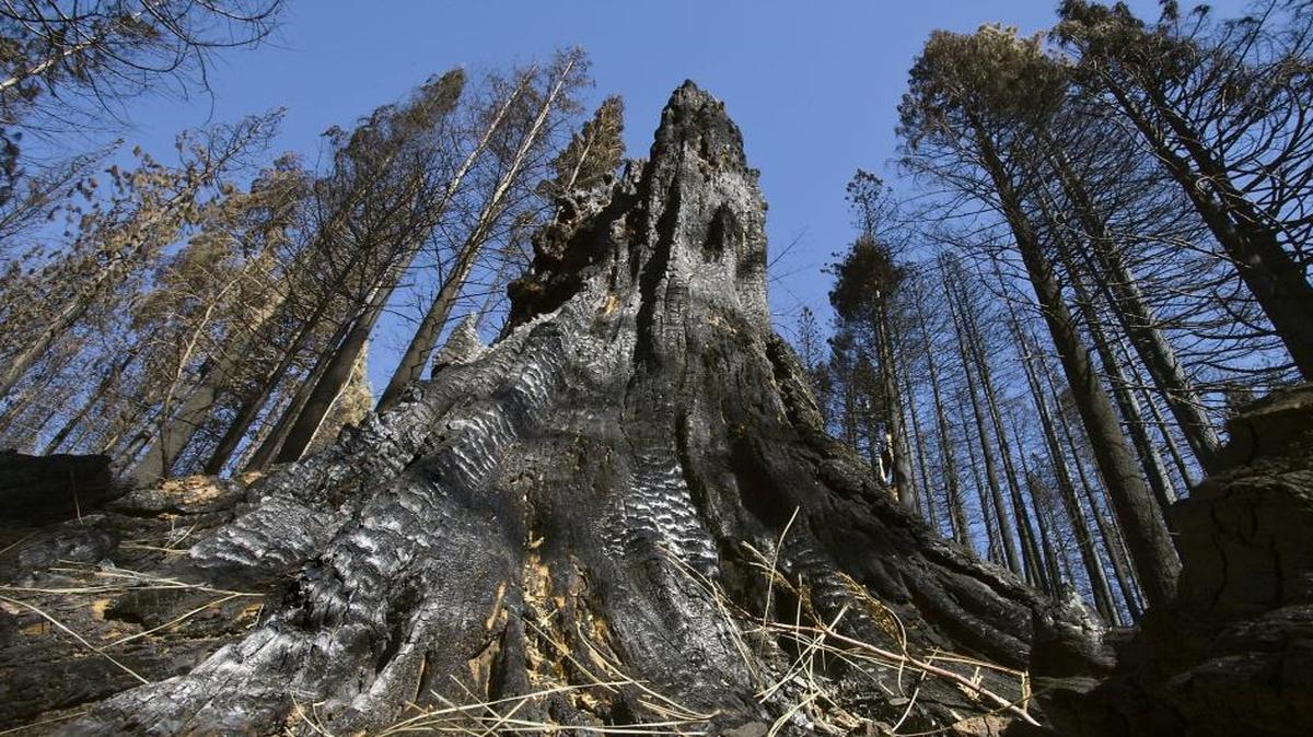A stump among a forest of burned trees following the King Fire in California’s El Dorado County on Oct. 10, 2014.