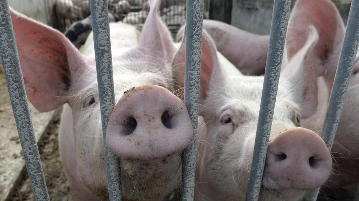 Citizens Against Government Waste, a fiscal watchdog group, will release their annual “Pig Book” Wednesday detailing alleged pork-barrel spending in this year’s federal budget.