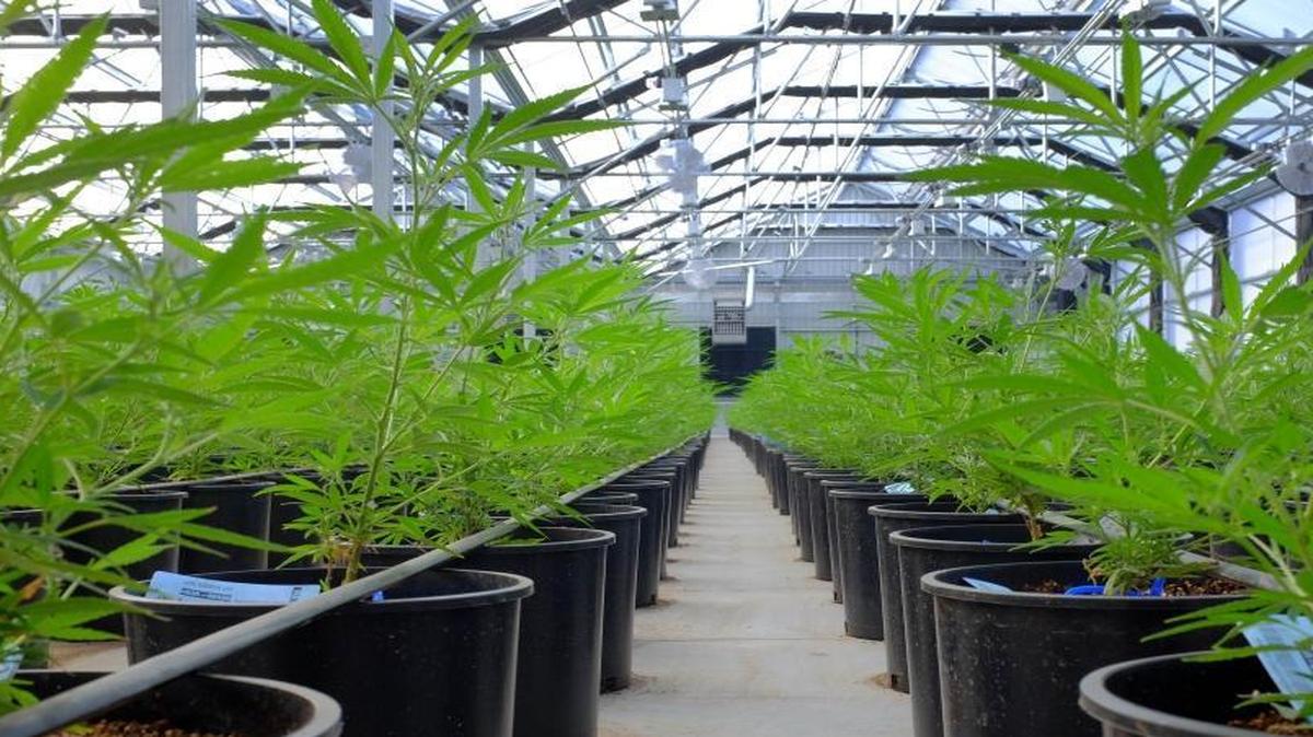 Marijuana plants grow in a greenhouse at the Los Suenos Farms facility in Avondale, Colorado, on Feb. 25, 2016.