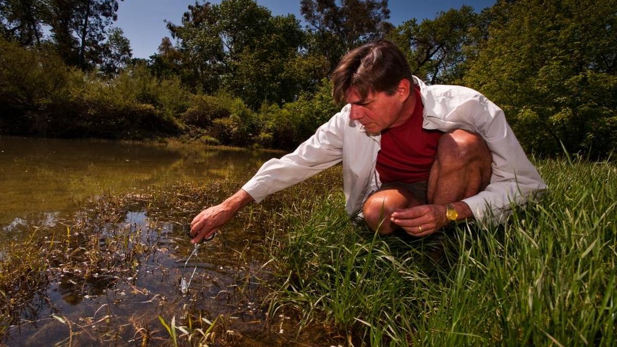 Dr. Robert Derlet collects water samples at Putah Creek near Davis to check for algea and bacteria in 2010. He is now running for Congress.