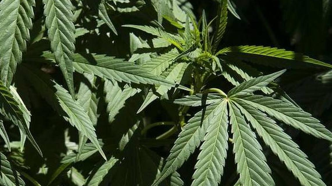 Marijuana plants grow on a hillside near Willow Creek in July 2015 in Humboldt County, Calif.
