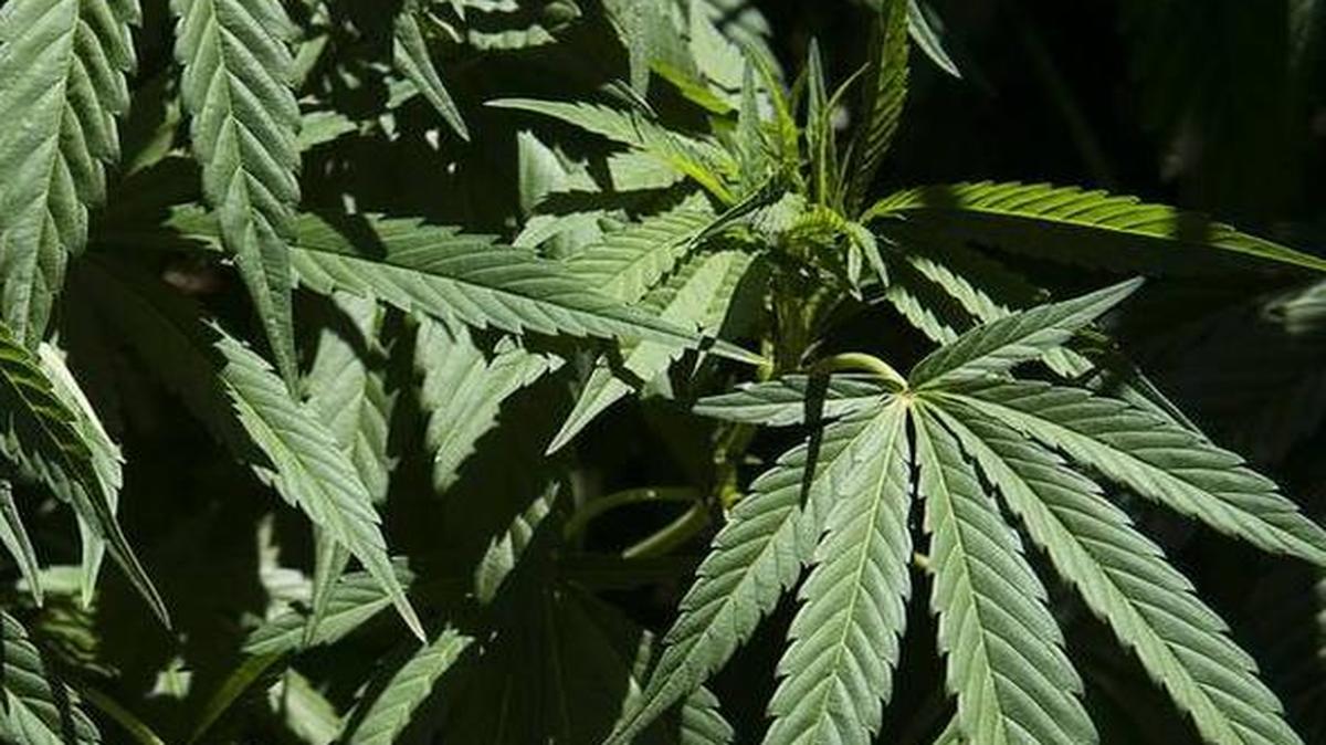 Marijuana plants grow on a hillside near Willow Creek in July 2015 in Humboldt County, Calif.