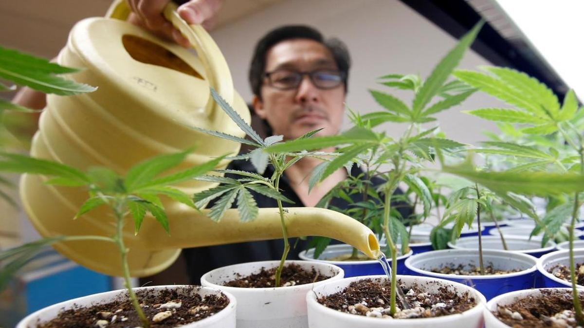 An employee watered young marijuana plants at a medical marijuana dispensary in Sacramento, Calif. On Tuesday, Californians voted to approve recreational marijuana. Legalization backers plan to pressure President-elect Donald Trump to make sure the federal government doesn’t interfere with states that set up systems to tax and regulate the drug.