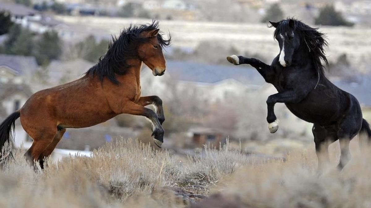 In this Jan. 13, 2010, file photo, two young wild horses play while grazing in Reno, Nev.