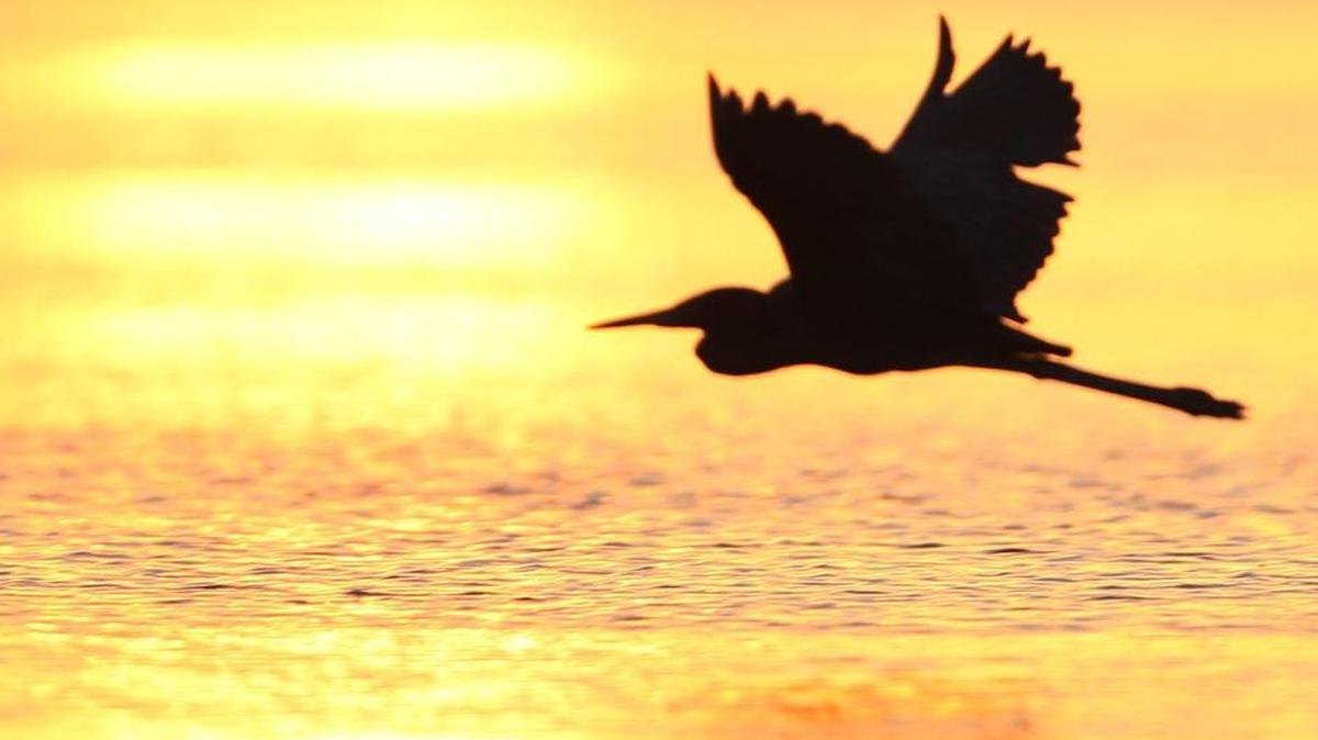 An egret takes off at sunrise from the shallows of Snake Bight in Florida Bay in Everglades National Park in this 2007 file photo.