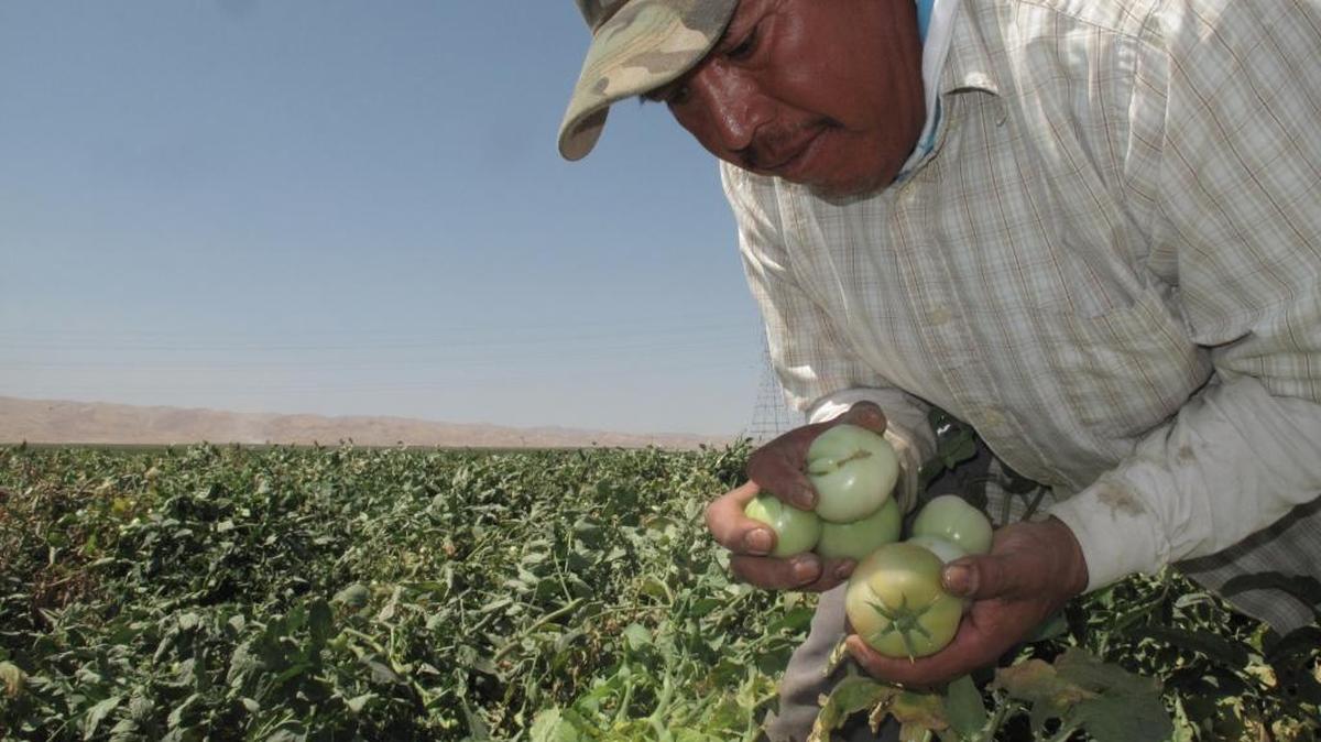 Farmworker Florentino Reyes picks tomatoes Tuesday, Aug. 30, 2016, at a field near Mendota, Calif. Farmworkers such as Florentino would be eligible for overtime pay after working eight hours a day or 40 hours a week under a bill headed to the desk of Gov. Jerry Brown. If it becomes law, it would put California at the forefront nationally of farm labor pay and mark a victory in the fight to improve farmworkers' rights in a decade's old movement launched by Cesar Chavez.
