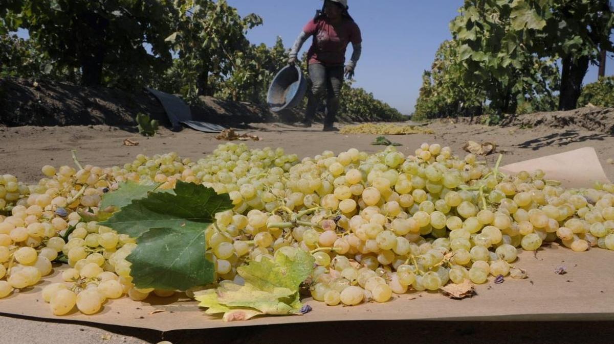 Freshly picked grapes drying near Dinuba, Calif.