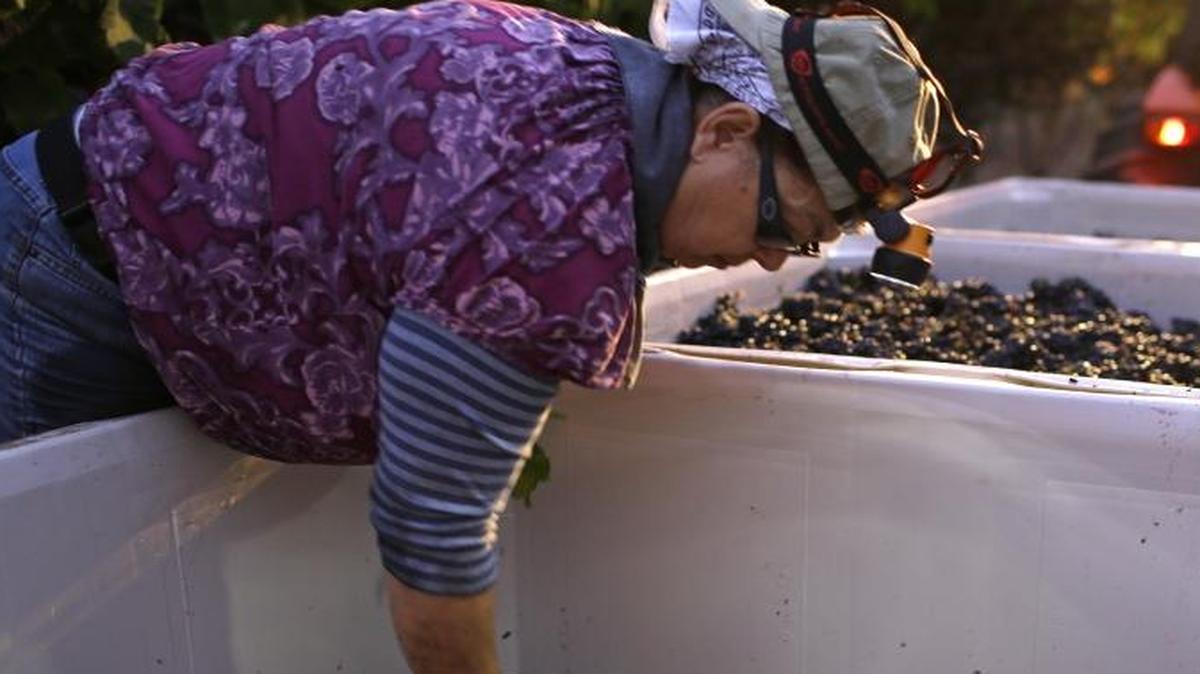 A farm worker sorts Pinot Noir grapes at the Saintsbury winery in Napa, California.