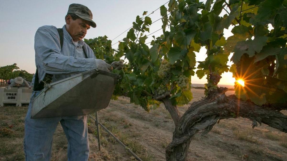 
In this photo taken on Wednesday, Aug. 12, 2015, Pedro Nunez picks Chardonnay wine grapes just after dawn in a vineyard near Outlook, Wash. 
