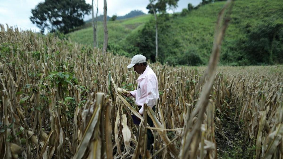 The majority of Honduras’ economy relies on agriculture, but the government acknowledges more training is needed for citizens to be able to make a living off the land.