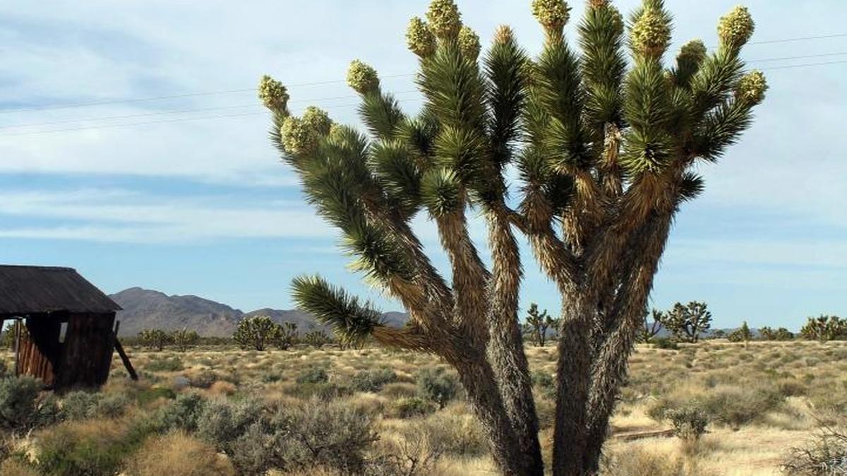 Joshua trees in the Mojave National Preserve. President Barack Obama is granting national monument status to nearly 1.8 million acres of scenic California desert wilderness, including land that would connect this preserve to other established national monuments and national parks in the area.
