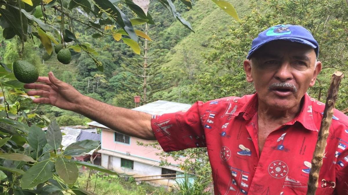 Colombian avocado farmer Herman Bermudez displays some of his best avocados on his 50-acre farm in Cajamarca, Colombia.