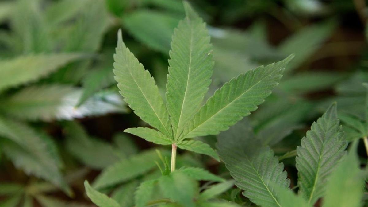Medical marijuana clone plants are shown at a medical marijuana dispensary in Oakland, Calif., on Feb. 1, 2011.
